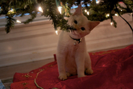 Cat under the tree