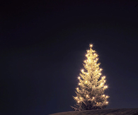 Christmas Tree In The Dark