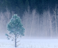 Winter Tree