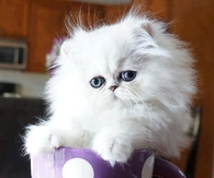 White Kitty in Purple Cup