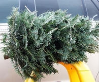 Kid driving tree home
