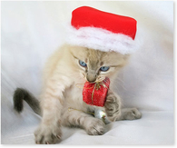 Cat biting xmas gifts