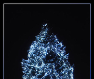 Magic Christmas Tree