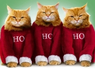 Ho Ho Ho Grumpy Cats