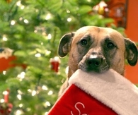 Santa I Can Explain
