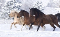 Horsing Around In The Snow!!!
