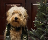 Happy Christmas Dog