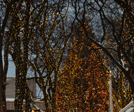 Walking through Christmas lights