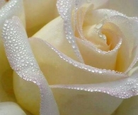 Silky Vanilla White Rose!!
