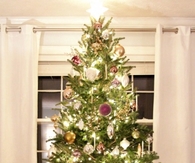 Lime plum and white tree