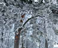White winter