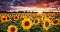 Sunflower Garden
