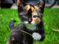 1 Cute & Unique Kitty!!