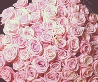 Pretty Pink Roses