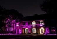 Purple Christmas Lights