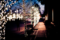 Neighborhood Christmas Lights