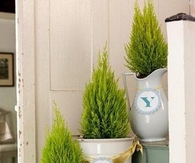 Joy Plants