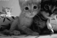 Cute kittens