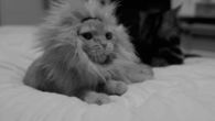 Roaring kitten 