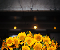 Sunflower bucket