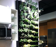 Herb garden in the kitchen
