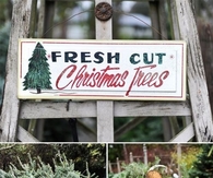 Fresh cut christmas trees
