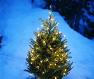 Small christmas tree in the snow