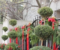 Ribbons and holly berry