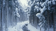 Winter Beauty
