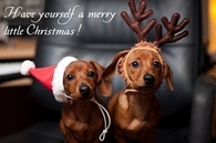 A Merry Little Christmas