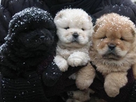 Winter Puppies