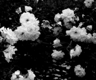Black and white roses