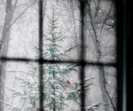 Snow on the tree