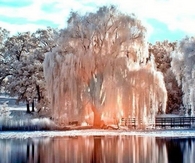1 Shady Tree!!