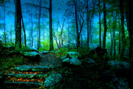 Forest night
