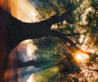 Sideways forest