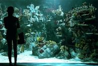 The Aquarium