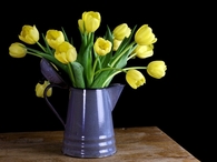 Tall tulips