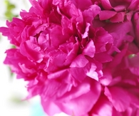 Hot pink peonies