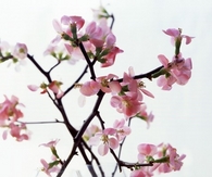 Cherry blossoms