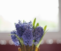 Happy hyacinth