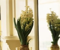 Bulb vases