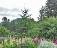 Lovely lupine
