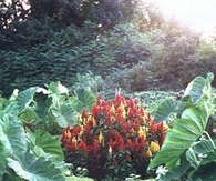 Bold blooms