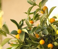 Citrus centerpiece