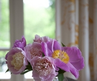 Pink flowers with a curvy vase