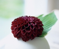 Black dahlia