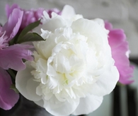 Small floral display arrangement