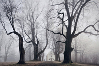 Winter barren trees