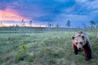 Wandering bear